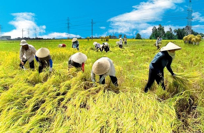 “Giải phẫu” cho toàn ngành nông nghiệp Việt Nam